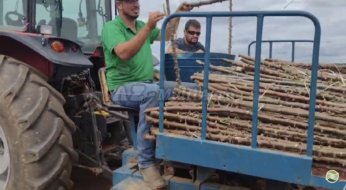 IMPLEMENTOS AGRICOLAS PLANTADEIRA PLANTADEIRA DE MANDIOCA AZ Multiagro Tratores Impls. Peças e Pneus ARARAS SÃO PAULO SP